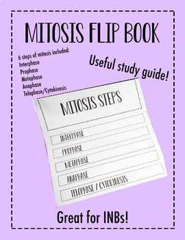 Preview of Steps of Mitosis Flip Book