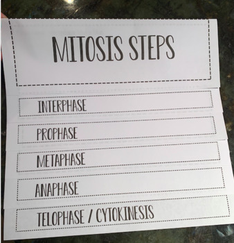 mitosis flip book answers key