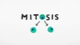 Steps of Mitosis Quiz/Test (middle school)