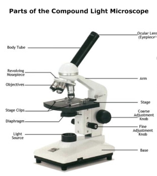 Stereo & Compound Microscope Print Out by CalmAndConfidence | TPT
