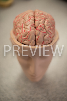 Preview of Stock Photo: Brain -Personal & Commercial Use