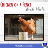 Stock Photo: Chicken on a Fence - Personal & Commercial Use