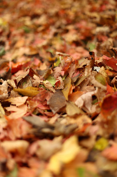 Preview of Stock Photo: Crunchy Fall Leaves