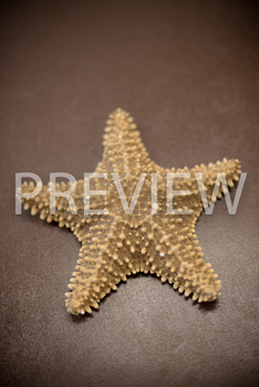 Preview of Stock Photo: Echinoderm: Starfish -Personal & Commercial Use