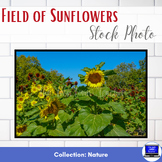 Stock Photo: Field of Sunflowers - Personal & Commercial Use