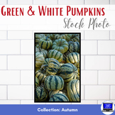 Stock Photo: Green & White Pumpkins - Personal & Commercial Use