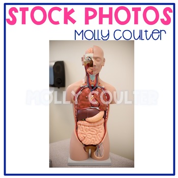 Preview of Stock Photo: Human Body Model -Personal & Commercial Use