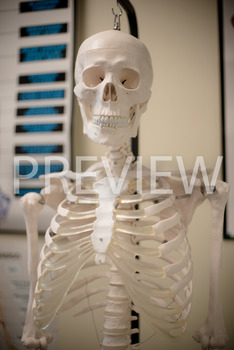 Preview of Stock Photo: Human Body Skeleton -Personal & Commercial Use