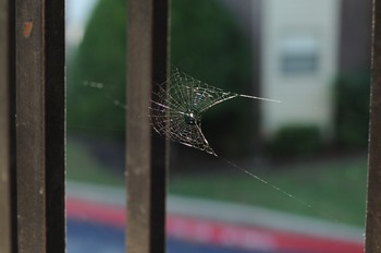 Preview of Stock Photo: Spiderweb- Personal & Commercial Use