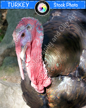 Preview of Stock Photo: Turkey