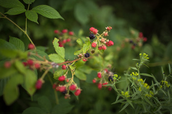 Preview of Stock Photo: Wild Blackberries