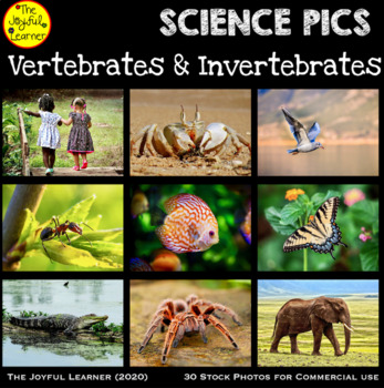 Preview of Stock Photos: Vertebrates & Invertebrates (for commercial use)