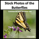 Stock Photos of Butterflies - Nature Photos - Commercial U