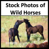 Wild Horses & Mustangs Stock Photos for Commercial Use
