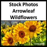 Stock Photos of Wildflowers - For Commercial Use - For TPT