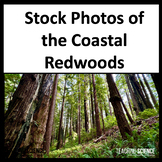 Coastal Redwoods Commercial Use Photographs For TPT Sellers