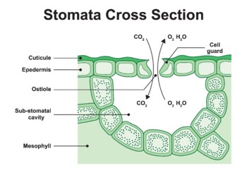 Preview of Stomata Cross Section. Gas Exchange in Plants.