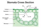 Stomata Cross Section. Gas Exchange in Plants.
