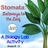 Stomata Lab Activity Plant Kingdom Photosynthesis