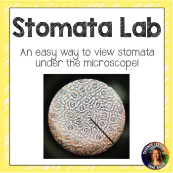 Preview of Stomata Microscope Lab