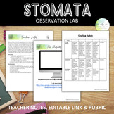 Stomata Observation - Lab