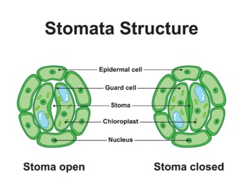 Preview of Stomata Structure. Stoma Open And Stoma Closed.