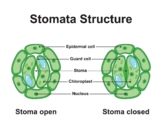 Stomata Structure. Stoma Open And Stoma Closed.