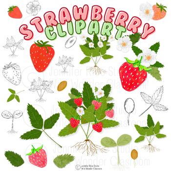 Preview of Strawberry Life Cycle Clip Art Collection