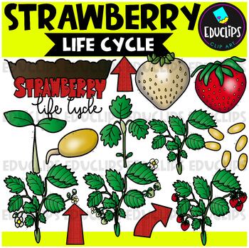 strawberry life cycle