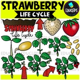 Strawberry Life Cycle Clip Art Set {Educlips Clip Art}