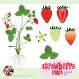 Strawberry Plant Clip Art