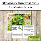 Strawberry Plant Fast Facts - Montessori Botany Cards & Pictures