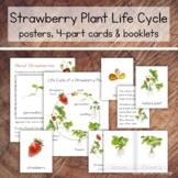 Strawberry Plant Life Cycle Pack