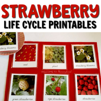 Preview of Strawberry plant life cycle cards and mat (Montessori)