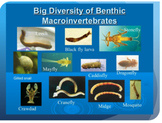 Stream Ecology: Benthic Macroinvertebrate (Stream Bugs!) I