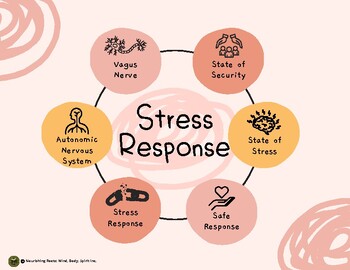 Preview of Stress Response: Autonomic Nervous System Response (SEL Background)