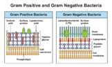 Structural Differences Between Gram Positive And Gram Nega