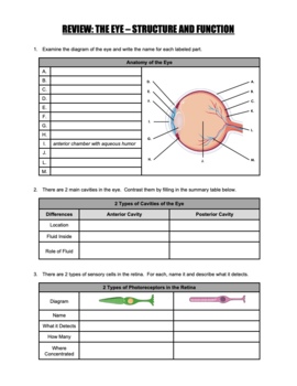 Eye Anatomy: The Structures of the Eye and Their Functions