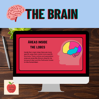Preview of Structure and Function of the Brain: Psychology Lesson + Presentation + Activity