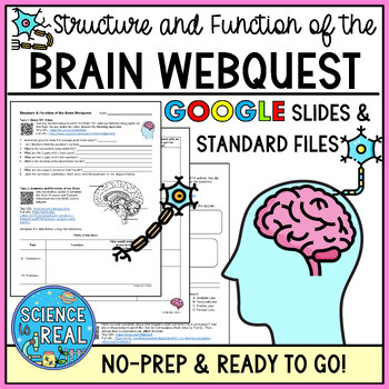 Preview of Brain Webquest - Structure and Function of the Brain Webquest