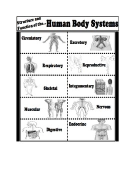 Structure and Function of the Human Body Systems by Sciencerly | TpT