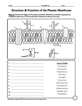 plasma membrane labeling worksheet