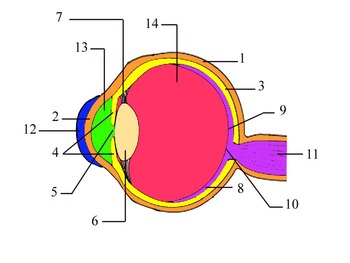 Preview of Structure and function of the eye