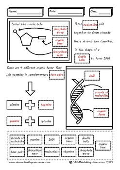 33 Dna Worksheet Middle School - Worksheet Resource Plans