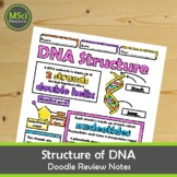 Structure of DNA Doodle Sheet Visual Notes Worksheet Lesso