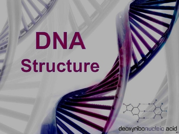 Preview of Structure of DNA Powerpoint