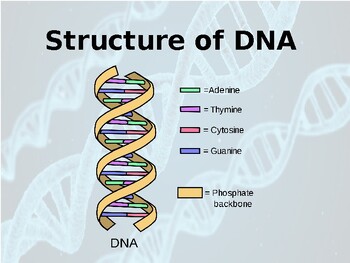 Structure of DNA and Chromosomes ppt by BioDiva | TPT