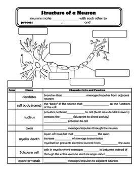 Neuron Coloring Worksheets Amp Teaching Resources Tpt