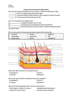 Structure of the Human Skin - Worksheet by Science Worksheets | TpT