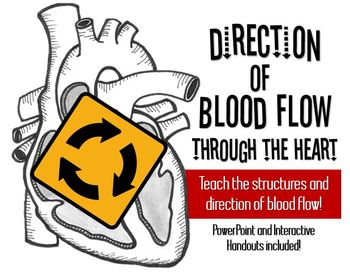 Preview of Structures and Blood Flow Through the heart ♥- PowerPoint and Handouts Included!
